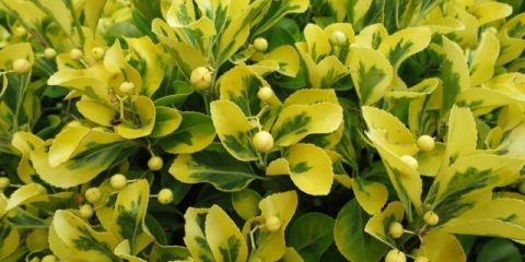 Fortune's euonymus: smaragdno zlato, haiti, harlekin, srebrna kraljica
